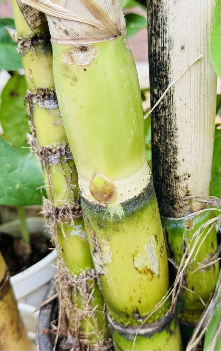 Sugarcane Cuttings (Saccharum officinarum) - 3 Unrooted Cuttings Ready to Plant