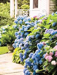Blue Hydrangea Bushes Hydrangea macrophylla - 5 Live Starter Plants