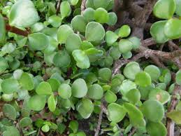 Elephant Bush Dwarf Jade Cuttings (Portulacaria afra) - 11 Unrooted 7-12" Green/Red Stem