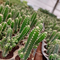 Fairytale Cactus Top Cutting (9-12"), Rooted Variegated Trailing Cactus for Indoor/Outdoor - Zone 9-11