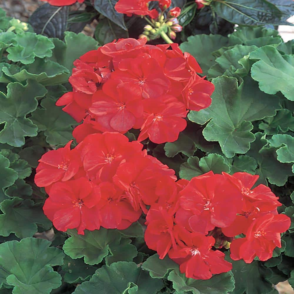 Organic Red Geranium Unrooted Cuttings (Pelargonium) - 5 x 5-8", Easy to Root