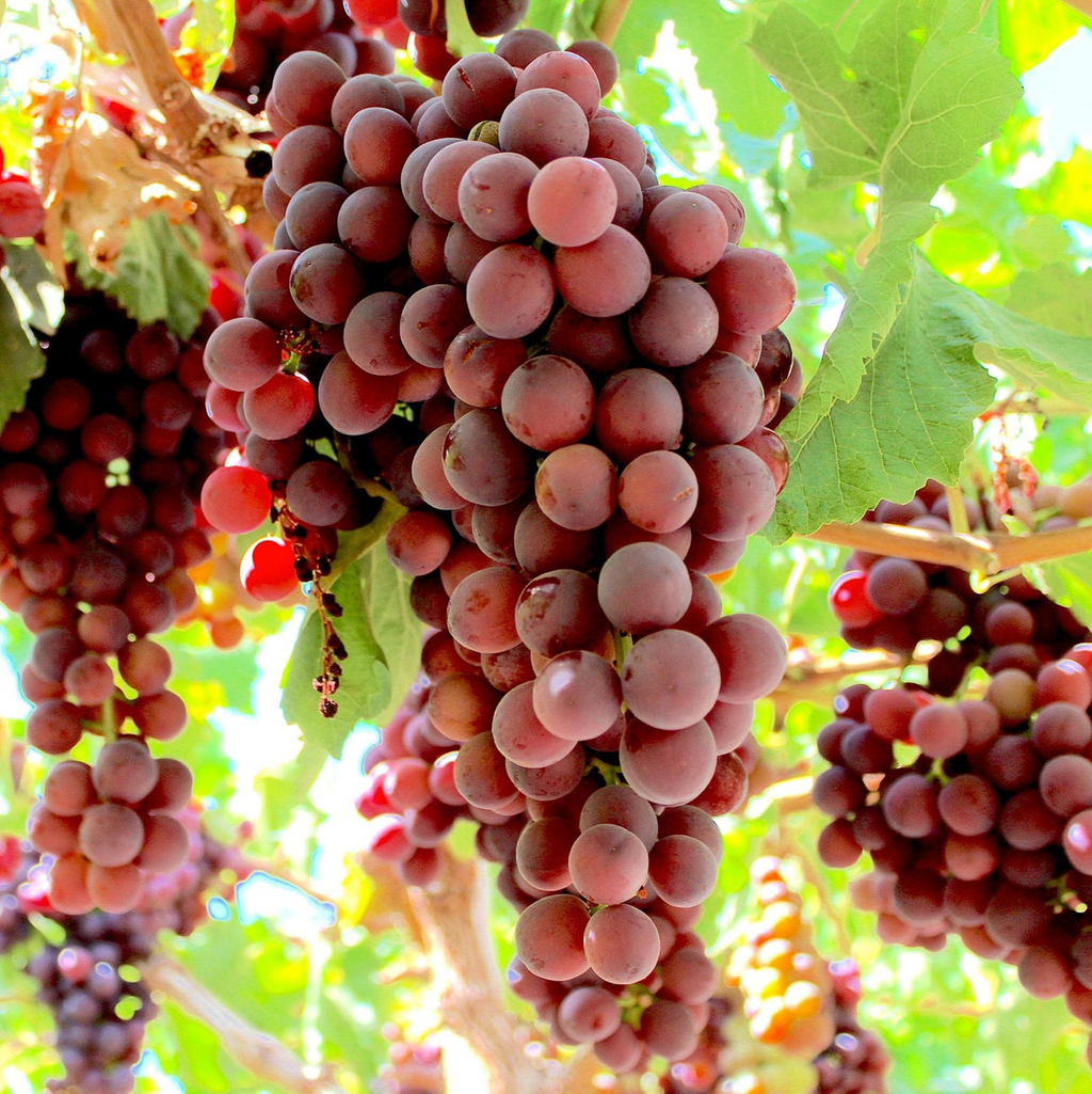Red Flame Seedless Grape Vine - Rooted Plant, Vitis vinifera, 10–12+ Inches, USDA Zones 7–10, Full Sun