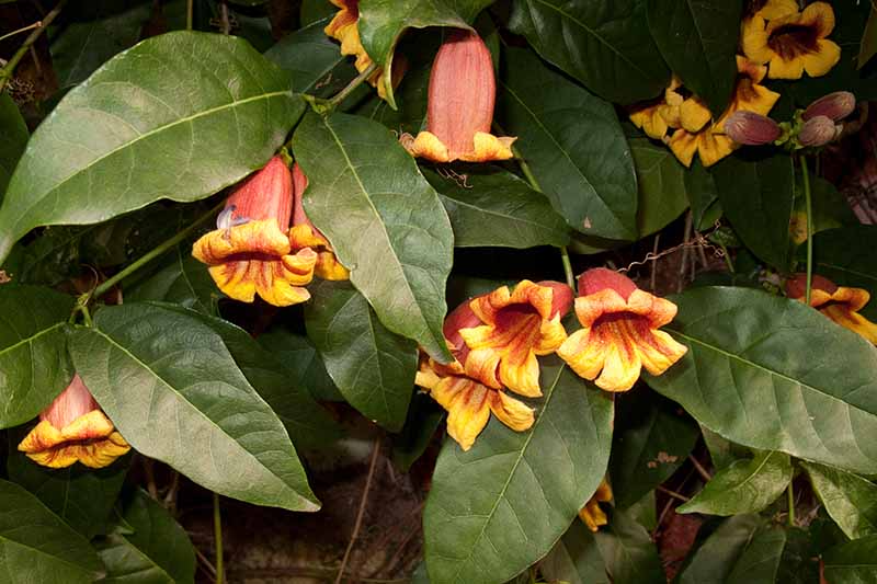Bignonia capreolata Yellow Crossvine Rooted Starter Plant | Climbing Vine, Pollinator Favorite