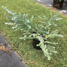 Eucalyptus pulverulenta 'Baby Blue' Bonsai Seeds – 40 Seeds, Silver Dollar Eucalyptus
