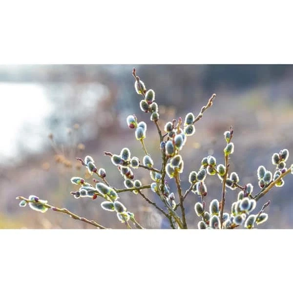 Pussy Willow Tree Cuttings - 10 Unrooted Salix discolor, Fast-Growing Hedge or Tree (Zones 5-8)