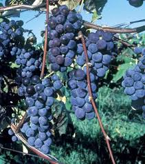 Thomcord Seedless Grape Cuttings - 5 Pack | Propagation Dormant Cuttings (US Grown)