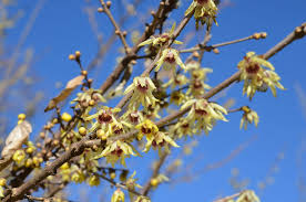 Wintersweet Seeds (Chimonanthus praecox) – 10 Non-GMO Seeds for Fragrant Winter Blooms