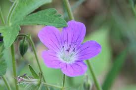3 Cranesbill Wild Geranium Bare Root Plants (Geranium Maculatum) for Shade & Woodland Gardens
