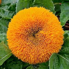 Yellow Enchanting Giant Teddy Bear Sunflower Seeds - 50 Seeds, Non-GMO Heirloom