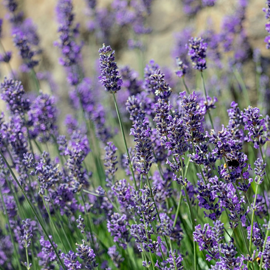 150 English Lavender Seeds Lavandula angustifolia | Non-GMO Fragrant Herb for Borders, Pots & Pollinator Gardens