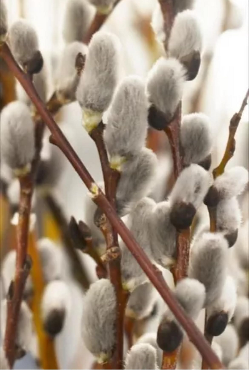 French Pussy Willow Shrub (Salix caprea) Bare Root, 1-2 ft tall – Early Blooming