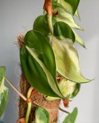 Philodendron Cream Splash Rooted Cuttings | Variegated Houseplant