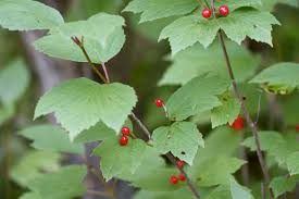 Viburnum edule (Highbush Cranberry) Cuttings - 4 Dormant Stem Cuttings