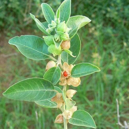 Ashwagandha Seeds - 50 Withania somnifera (Indian Ginseng) for Planting