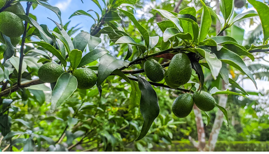 Florida Avocado Unrooted Cuttings (Choquet) - 2 Full Grafts for Persea americana
