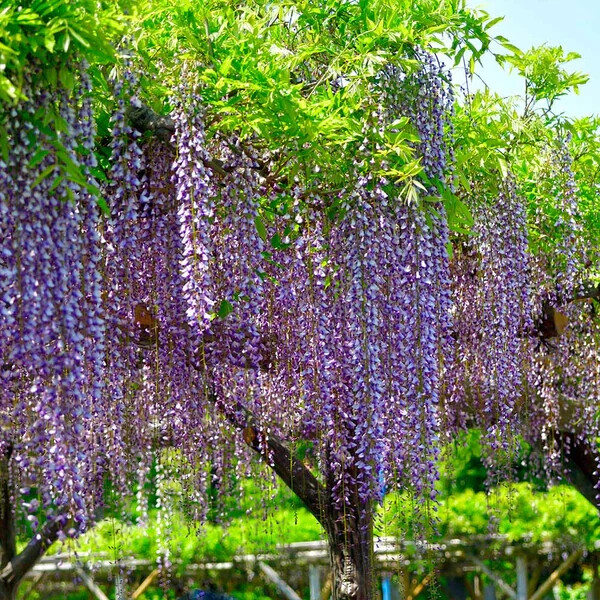 Japanese Wisteria Floribunda Cuttings (2) - 10" Rooted - Pink/Blue/Purple Blooms