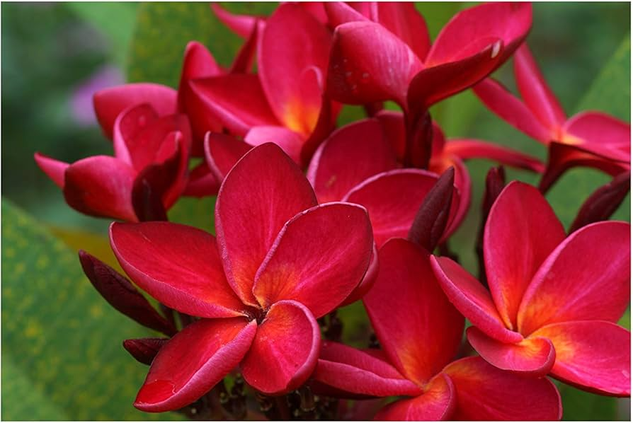 Plumeria Cutting 10" Dark Red Flowers | Fragrant Tropical Plant, Zones 10-12
