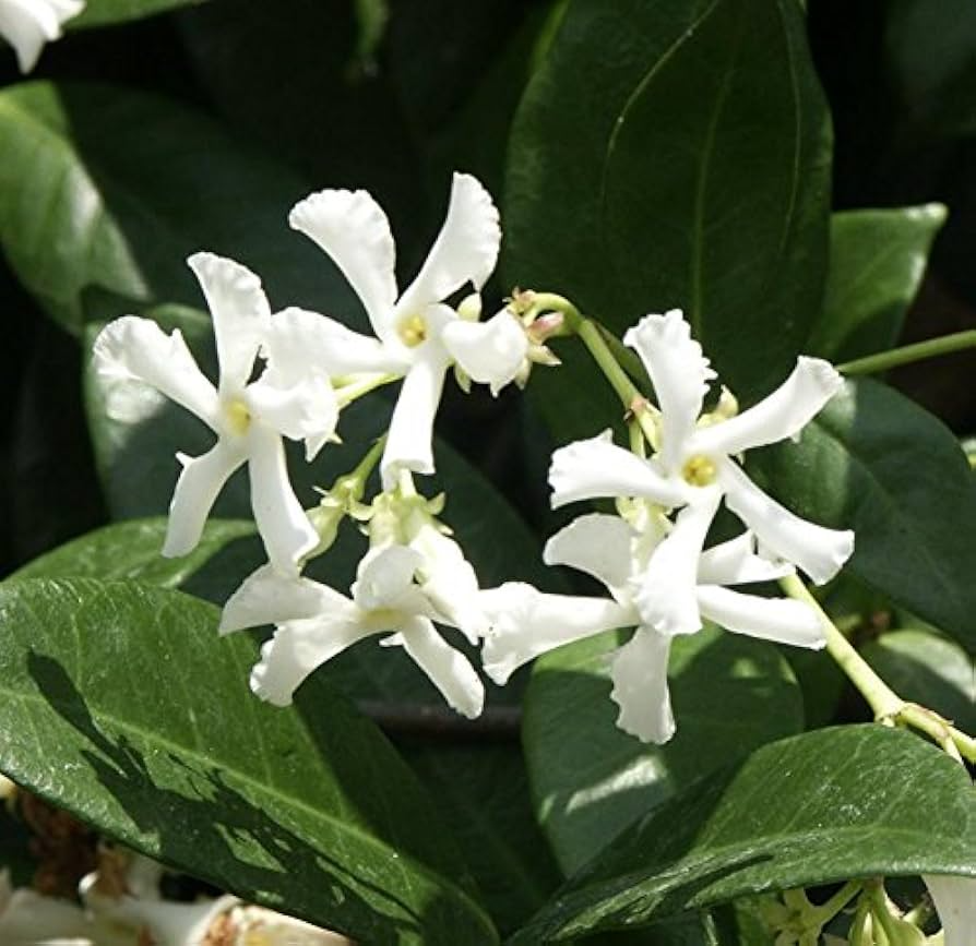 White Star Jasmine Cuttings (6) - Trachelospermum jasminoides, Fragrant Evergreen Vine