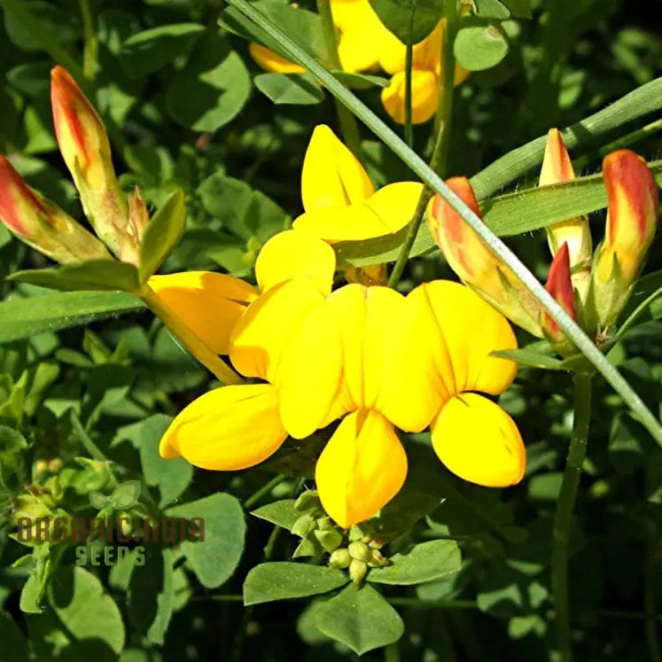 Bird’s Foot Trefoil Seeds (Lotus corniculatus) - 500 Seeds, Non-GMO Ground Cover Wildflower