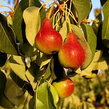 Moonglow Pear Tree Scions (3 Unrooted Cuttings) 6-10 in | Pyrus communis for Grafting & Rooting