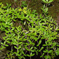 Sedum sarmentosum Cuttings - 40 Fresh Unrooted 3–5" Creeping Stonecrop Groundcover