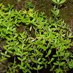 Sedum sarmentosum Cuttings - 40 Fresh Unrooted 3–5" Creeping Stonecrop Groundcover