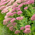 Sedum Autumn Joy Bare Root Starter Plant | Drought-Tolerant Perennial