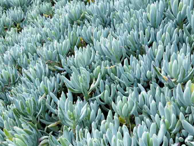 Blue Chalksticks Senecio serpens - 1 Live Plant in 4-Inch Pot