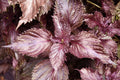 Red/Purple Shiso Perilla frutescens Bare Root Plants - 2 Pack