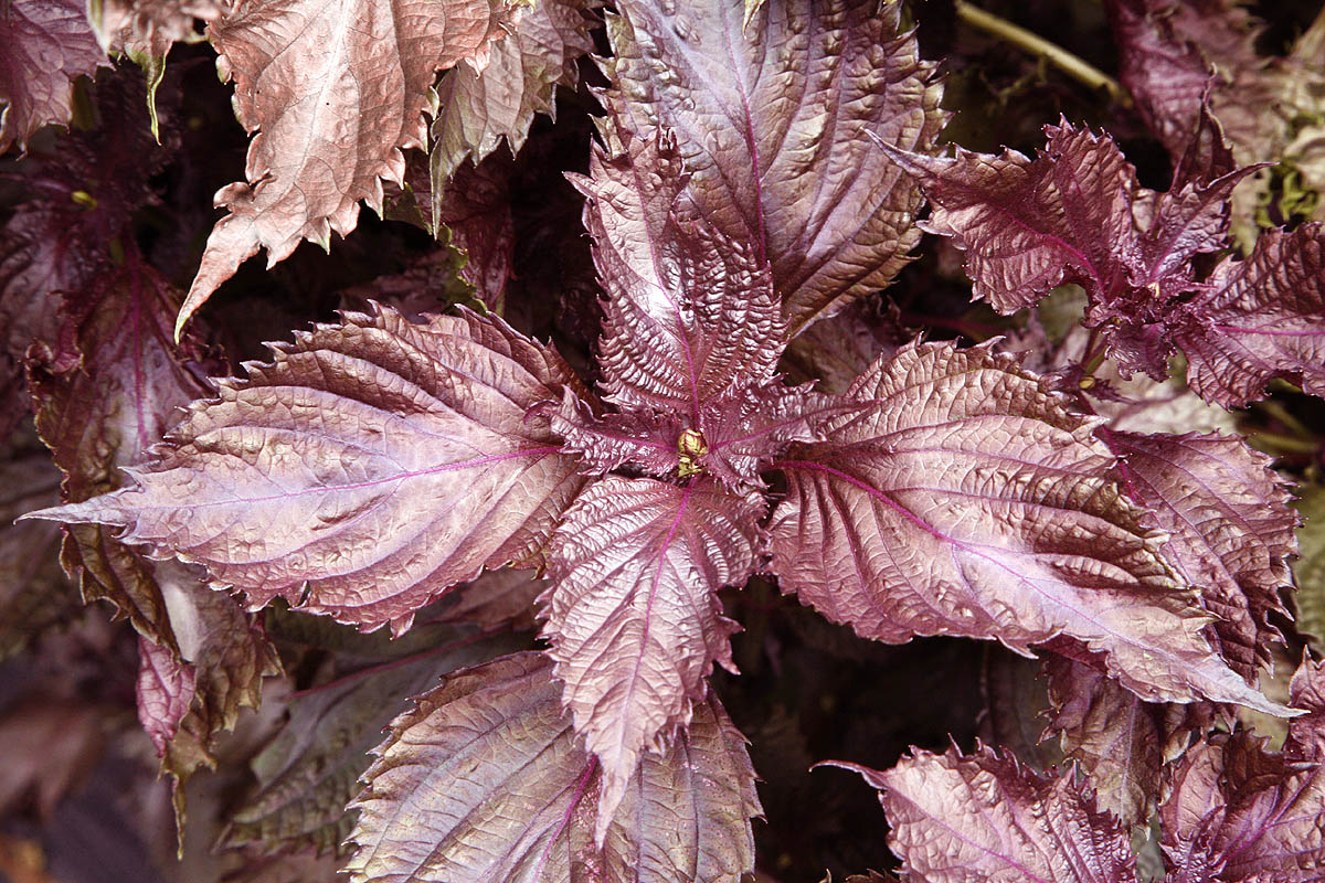 Red/Purple Shiso Perilla frutescens Bare Root Plants - 2 Pack