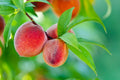 Prunus persica California Peach Cuttings – 7 Live Unrooted 6" Stems for Home Orchard