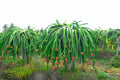 Dragon Fruit Cutting Delight – 6+" Unrooted Pitaya Cutting, Organic, Hylocereus
