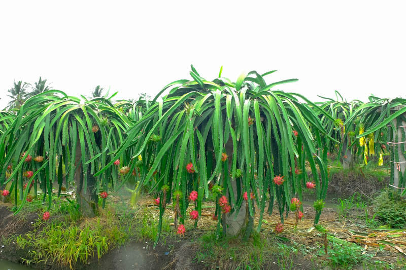 Dragon Fruit Cutting Delight – 6+" Unrooted Pitaya Cutting, Organic, Hylocereus