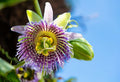 Passiflora Bounty – Cold Hardy Passion Fruit Vine | Live Plant