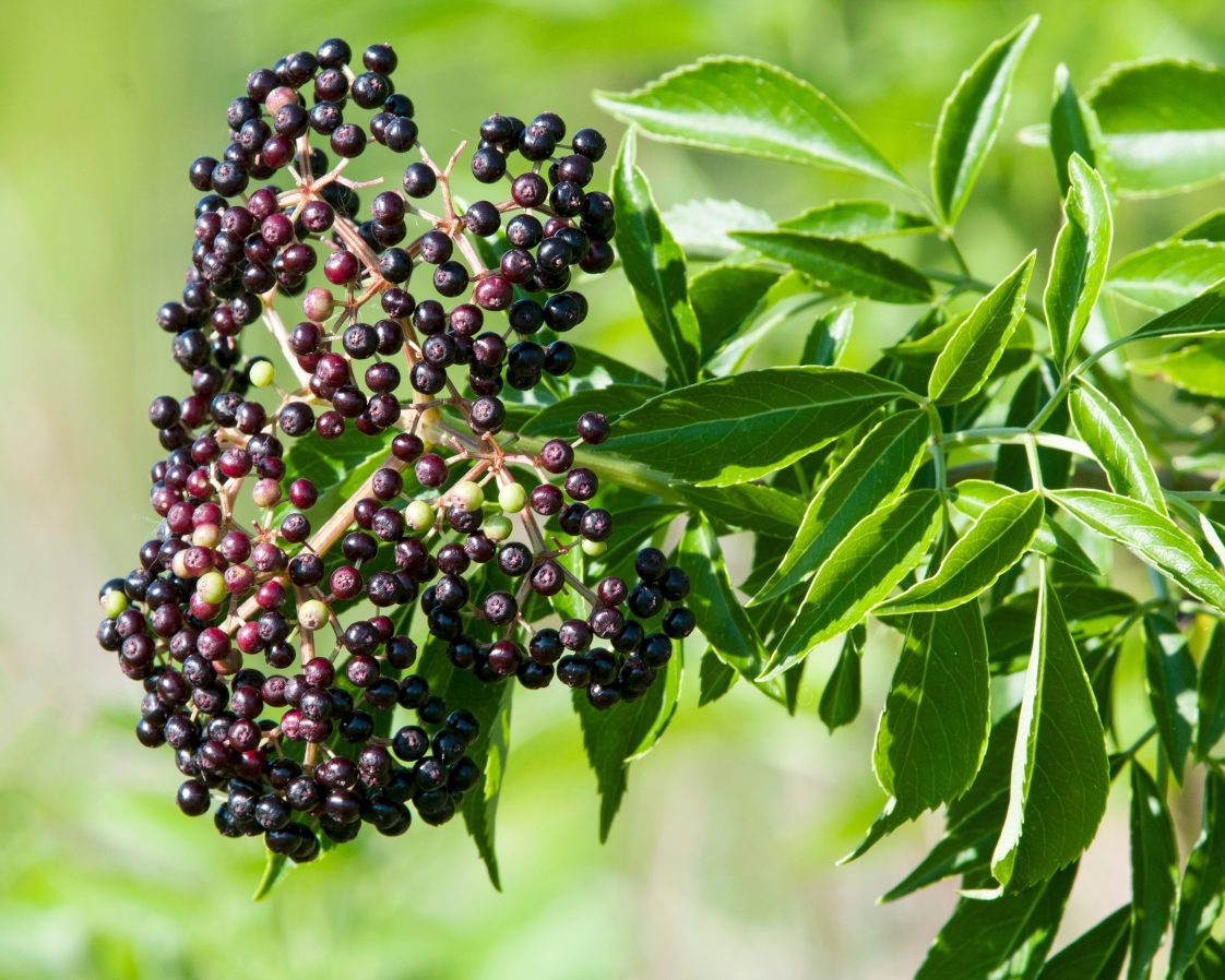 American Elderberry Cuttings (Sambucus canadensis) Adams & York – 12 Unrooted