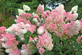 Vanilla Strawberry Hydrangea Cuttings (Renhy) - 4 Unrooted 3–8mm, 6–8" Each