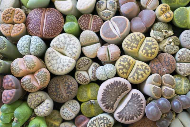 Lithops Living Stones - 10 Bare-Root Live Lithops Succulents, 1" Each