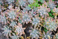 Echeveria Ghost Plant Cuttings (2) – Graptopetalum paraguayense 2"–4" Rosettes, Unrooted