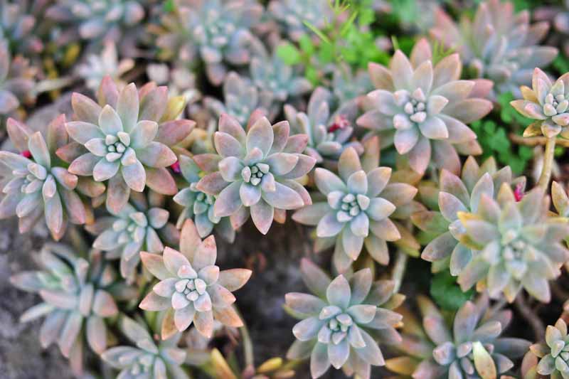 Echeveria Ghost Plant Cuttings (2) – Graptopetalum paraguayense 2"–4" Rosettes, Unrooted