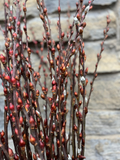Silky Willow Salix sericea Cuttings - 5 Unrooted 18" for Propagation