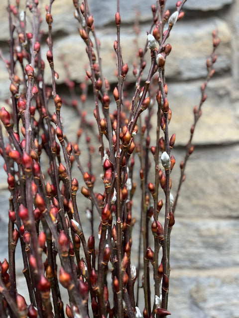 Silky Willow Salix sericea Cuttings - 5 Unrooted 18" for Propagation