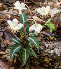 Rat’s Vein Plants (Chimaphila maculata) Bare-Root | 10 Pack | Spotted Wintergreen