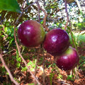 Star Apple (Caimito) Cuttings – 4 Unrooted 5–6in for Grafting