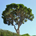 Stone Pine Tree (Pinus pinea) - Italian Umbrella Pine Seedlings (2) - Evergreen with Edible Nuts