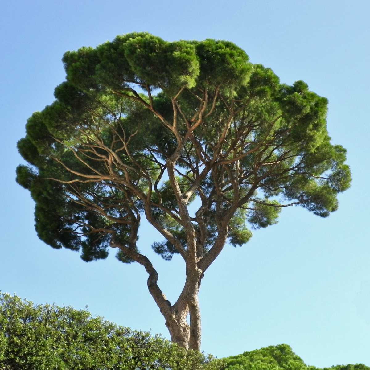 Stone Pine Tree (Pinus pinea) - Italian Umbrella Pine Seedlings (2) - Evergreen with Edible Nuts