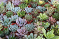 Assorted Succulent Cuttings - 25 Unrooted Starter Stems for Indoor/Outdoor