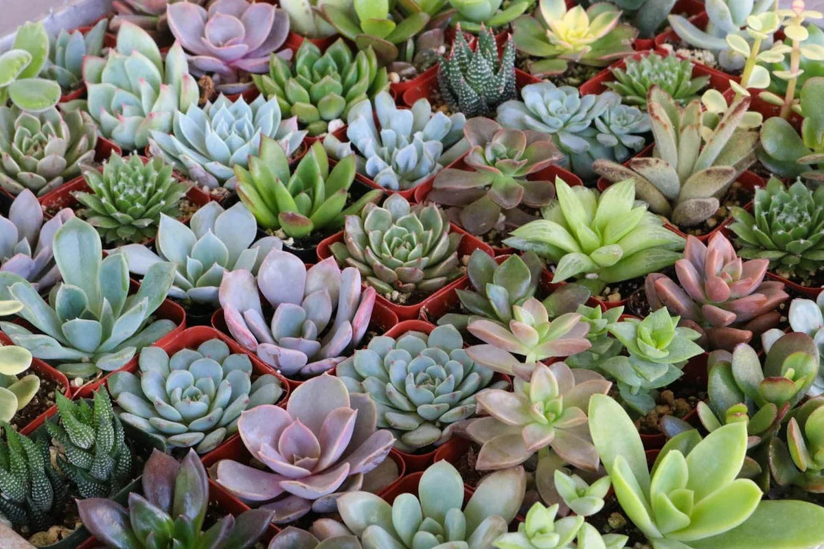 Assorted Succulent Cuttings - 25 Unrooted Starter Stems for Indoor/Outdoor