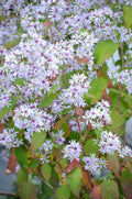 Heartleaf Aster Seeds (Symphyotrichum cordifolium) - 500 Seeds, Purple Flowers, Native Perennial Wildflower
