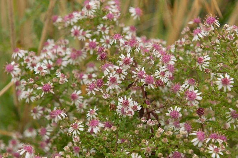 Calico Aster (Symphyotrichum lateriflorum) Seeds – 100 Seeds, Pollinator Wildflower