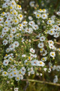 Symphyotrichum pilosus Seeds (100) - Aster Pilosus Native Perennial Wildflower